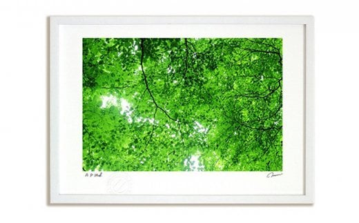 絵画のような質感《アートフォト》木漏れ日（2014）　【11246-0017】 木漏れ日2014 Mサイズ