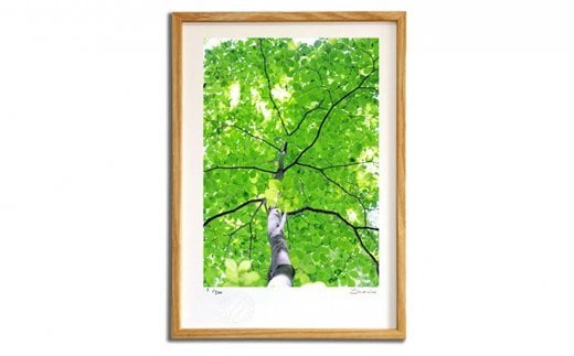 絵画のような質感《アートフォト》新緑と木漏れ日　【11246-0018】 新緑と木漏れ日 Mサイズ