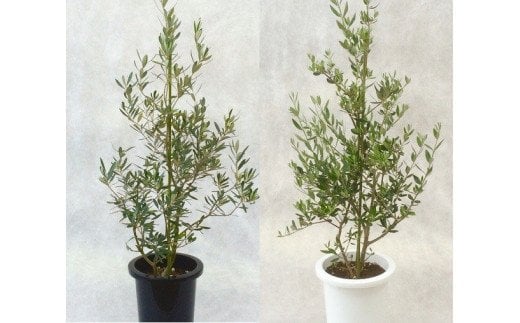 プロが選ぶ観葉植物～平和のシンボル　オリーブ～　8号鉢　【11246-0029】