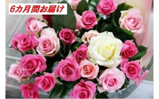 【約20本×6カ月】生産者直送　有機栽培で育った朝切りバラの花束　花の定期便　【11246-0076】 約20本×6カ月