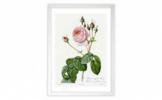 【ジクレー版画】ルドゥーテのバラ（ピンク：ケンティフォリア・ブラータ）　【11246-0087】 ピンク：ケンティフォリア・ブラータ Mサイズ