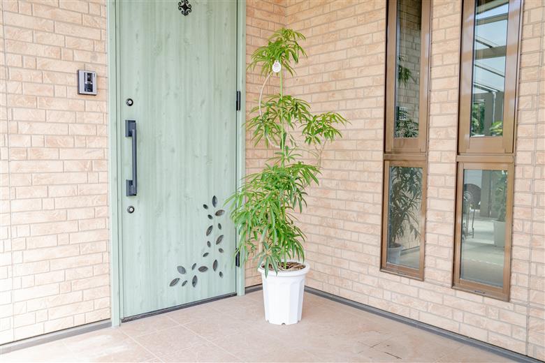 【プロが選ぶ観葉植物オリジナル曲りシリーズ10号】アンガスティフォリア　【11246-0224】