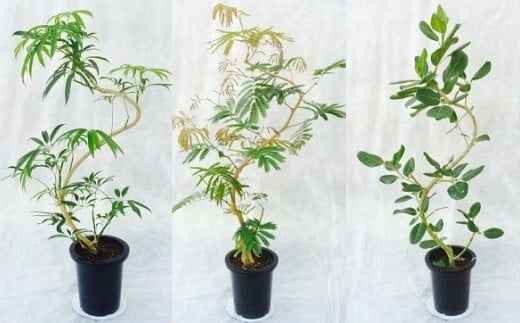 プロが選ぶ観葉植物～曲りシリーズ　8号鉢　【11246-0028】