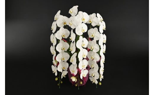 胡蝶蘭(大輪系・45輪付き)【豪華な大輪系】 FAA-085