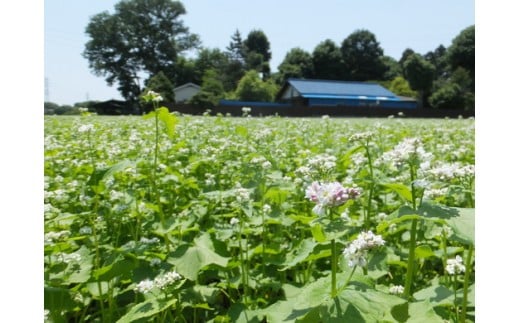 三芳町産そばの実 FAA-120