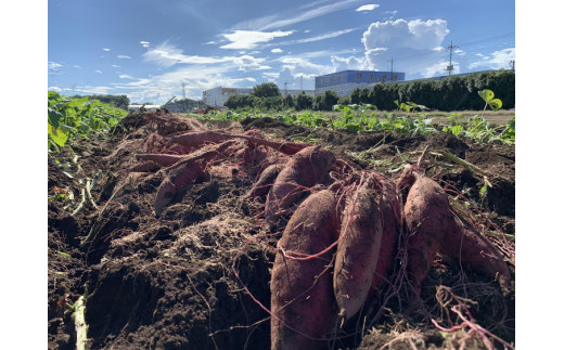 すぐ食べレンジ～簡単調理セット～ ※着日指定不可 FAA-023