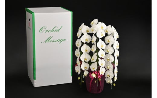 胡蝶蘭(大輪系・45輪付き)【豪華な大輪系】 FAA-085