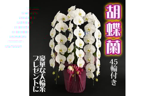 胡蝶蘭(大輪系・45輪付き)【豪華な大輪系】 FAA-085