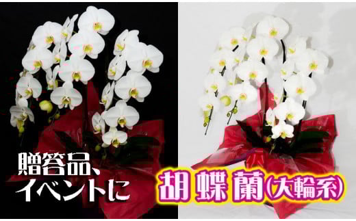 胡蝶蘭(大輪系) FAA-117