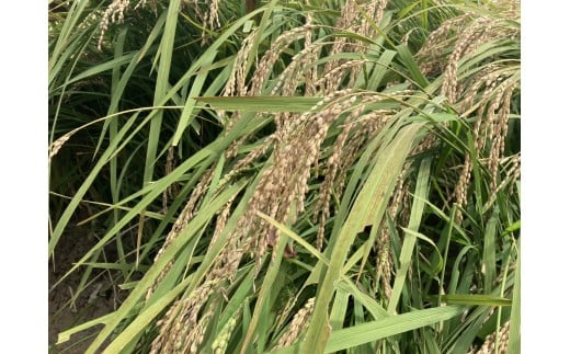 【令和７年度産　コシヒカリ】天日干しコシヒカリ（龍泉）５㎏