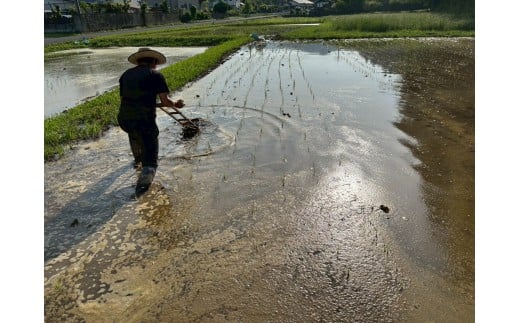 【令和７年度産　コシヒカリ】天日干しコシヒカリ（龍泉）５㎏