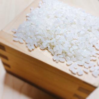 【令和7年度産　新米】埼玉県産　彩のきずな　5キロ　米