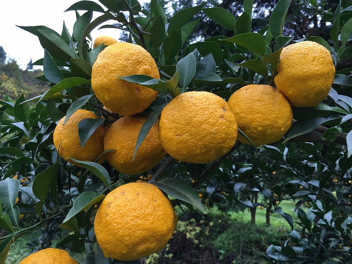 果実のささやき6本　Bセット　プチ贅沢