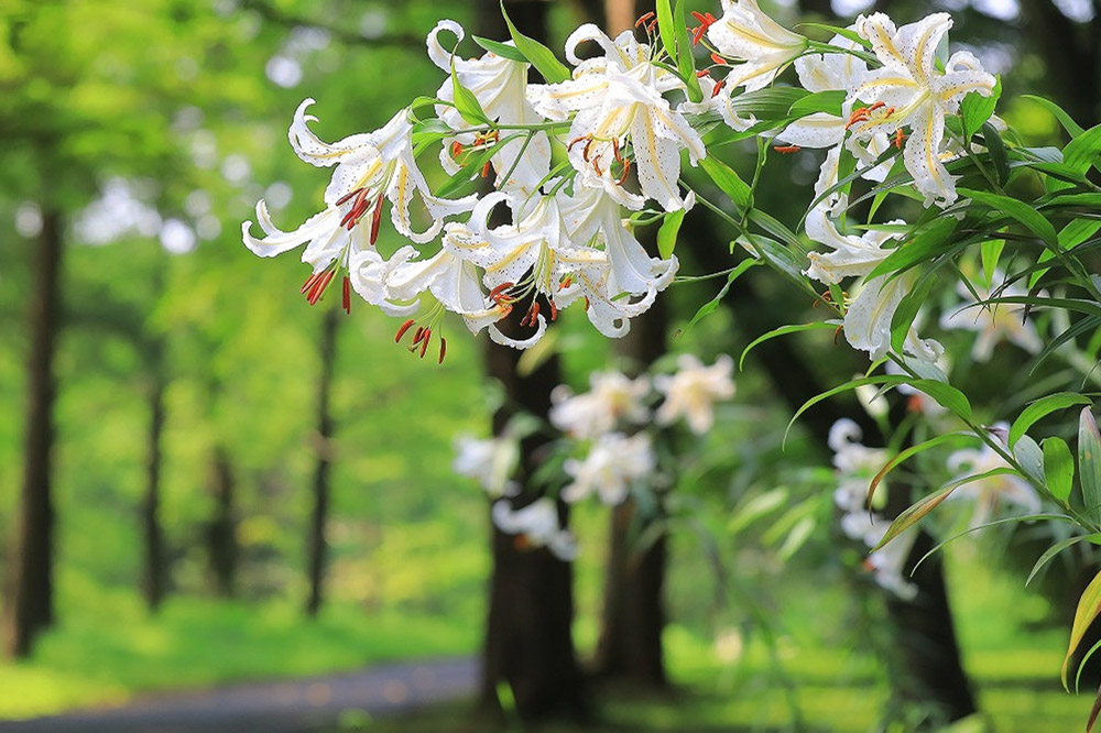 国営武蔵丘陵森林公園 入園引換券2名様分＋施設利用券2,000円分