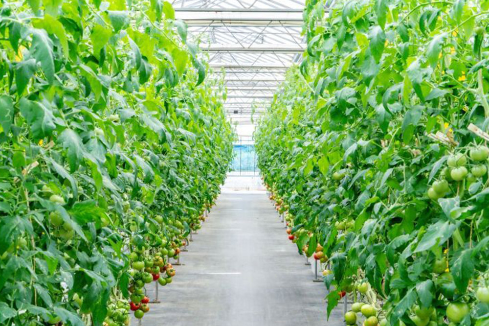 彩トマト 1kg 埼玉県産 ミニトマト