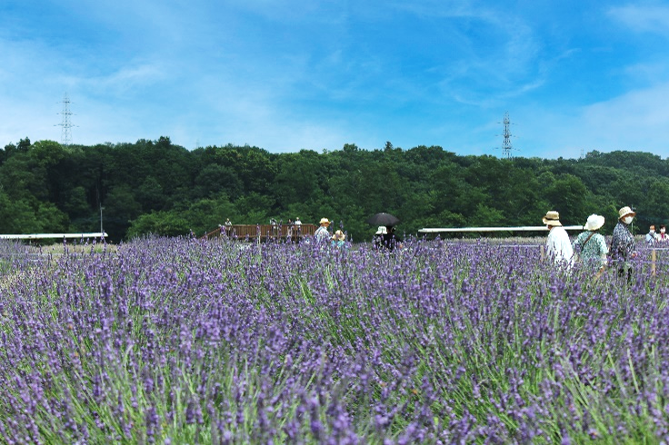 嵐山町産ラベンダー製品セット