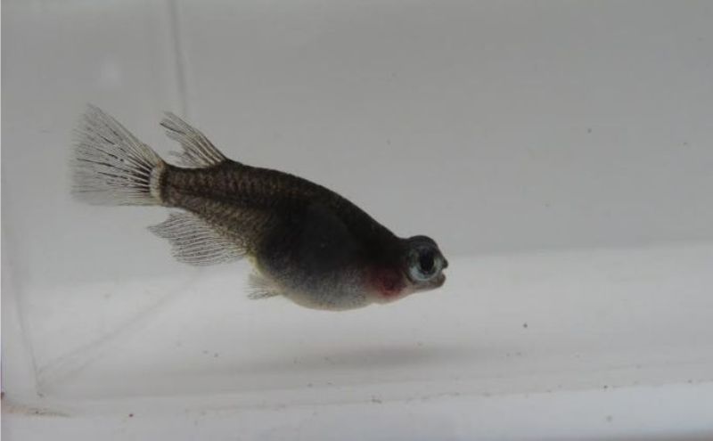 黒出目透明鱗　小ぶりM～Lサイズ前後１０匹　選別あみ２本セット