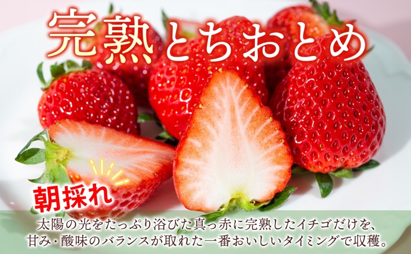 朝採れ とちおとめ 完熟 イチゴ 250g× 4パック セット 1kg 産直 果物 いちご デザート スイーツ 甘い 美味しい 真っ赤 酸味 ハウス 甘味 バランス 品質管理 手摘み 冷蔵 埼玉県 嵐山町