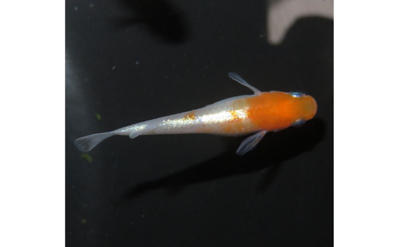 メダカ リンカ紅白体外光 めだか 魚 観賞魚 観賞用 飼育 ペット 淡水 生体 生物 西正ナチュラルライフ 嵐山町 埼玉県