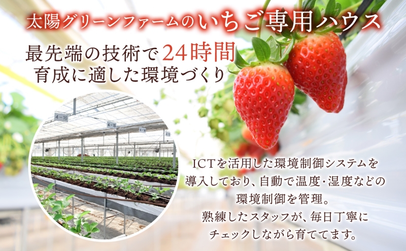 朝採れ とちおとめ 完熟 イチゴ 250g× 4パック セット 1kg 産直 果物 いちご デザート スイーツ 甘い 美味しい 真っ赤 酸味 ハウス 甘味 バランス 品質管理 手摘み 冷蔵 埼玉県 嵐山町