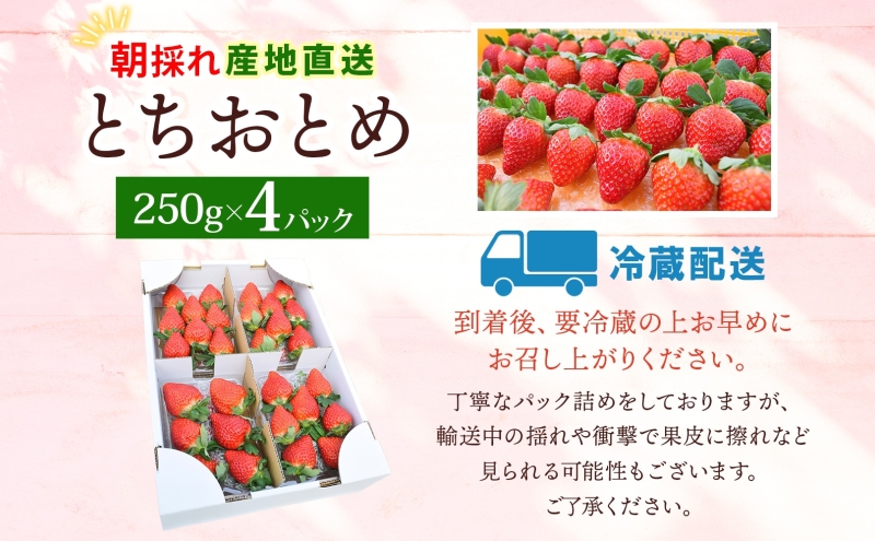朝採れ とちおとめ 完熟 イチゴ 250g× 4パック セット 1kg 産直 果物 いちご デザート スイーツ 甘い 美味しい 真っ赤 酸味 ハウス 甘味 バランス 品質管理 手摘み 冷蔵 埼玉県 嵐山町