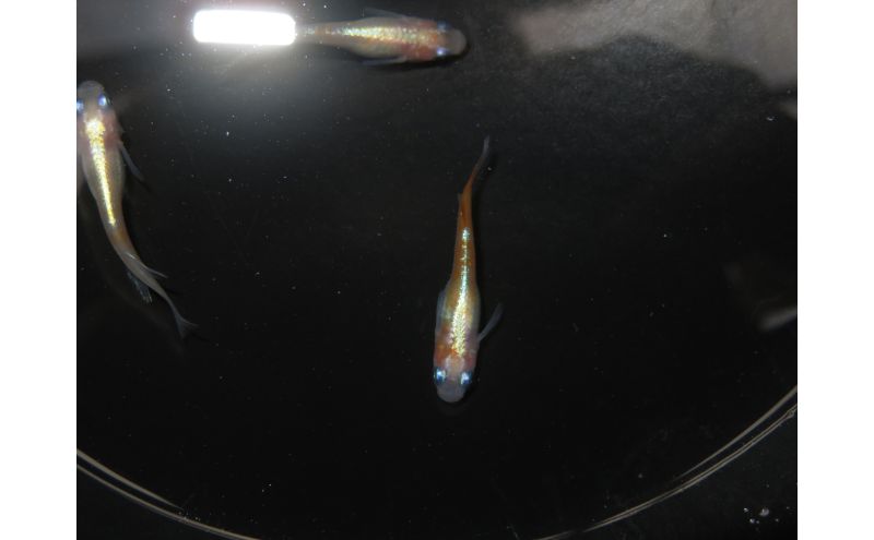 メダカ リンカ紅白体外光 めだか 魚 観賞魚 観賞用 飼育 ペット 淡水 生体 生物 西正ナチュラルライフ 嵐山町 埼玉県