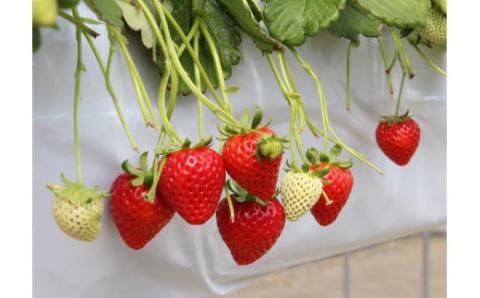 ※先行受付【期間限定】 あまりん いちご とれたて新鮮 1箱8～18粒 濃厚な甘さ 甘味 全国いちご選手権で最高金賞受賞品種 埼玉県オリジナルの希少品種 幻のいちご 若い農家 埼玉県 川島町 ストロベリーハント 離島は発送不可