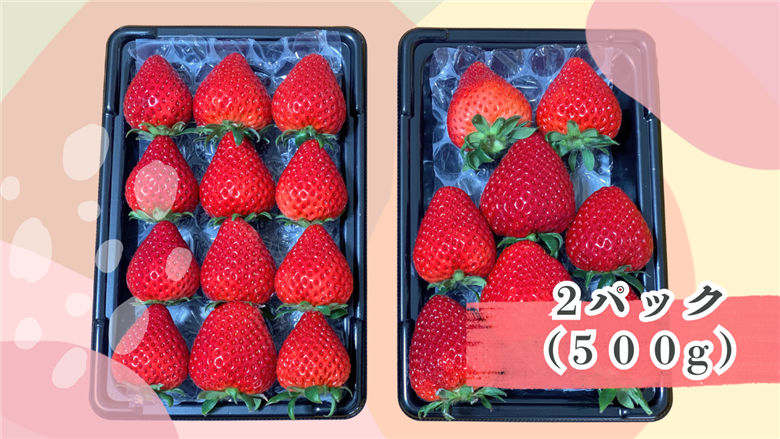 ※先行受付【希少あまりん】朝採れ！いちご　あまりん2パック（500g）どらちゃん農園　人気　あまりん　希少国産 埼玉県 川島町産 完熟いちご 期間限定
