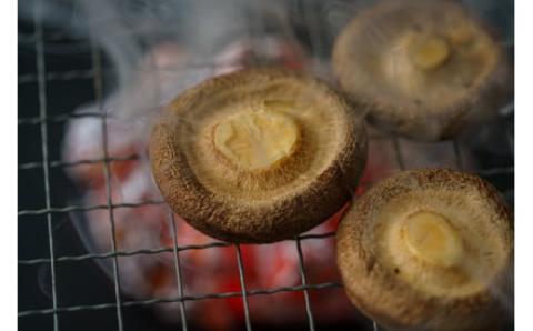 コンテナで育てた「はこいり美人」　１kg入り　＜川島町産　生しいたけ＞