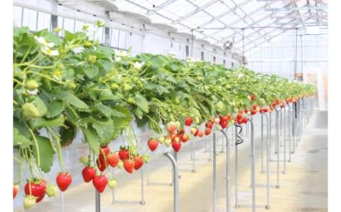 ※先行受付【期間限定】 あまりん いちご とれたて新鮮 1箱8～18粒 濃厚な甘さ 甘味 全国いちご選手権で最高金賞受賞品種 埼玉県オリジナルの希少品種 幻のいちご 若い農家 埼玉県 川島町 ストロベリーハント 離島は発送不可