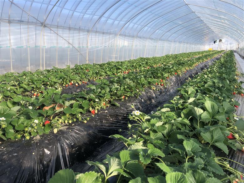 ※先行受付【希少あまりん】朝採れ！いちごあまりん１kg どらちゃん農園　人気 あまりん 小粒たっぷり 希少国産 埼玉県 川島町産 完熟いちご 期間限定