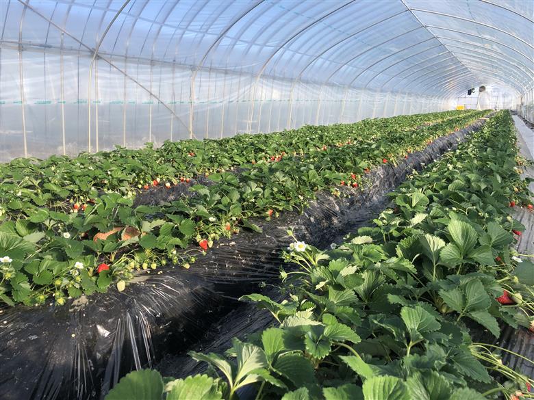 ※先行受付【新品種】埼玉オリジナルいちご　べにたま　新品種べにたま　2パック（500g）どらちゃん農園