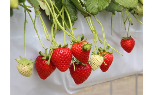 ※先行受付【新品種】埼玉オリジナル いちご あまりん 4パック ストロベリーハント