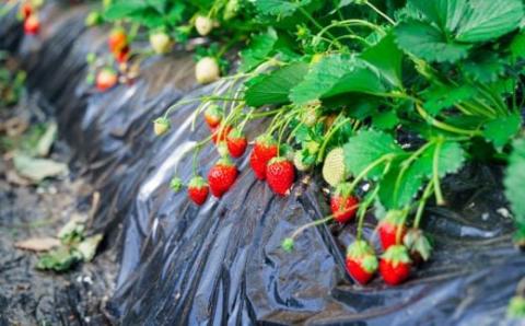 【期間限定】とちおとめ 大玉のみを厳選してお届け1パック約330ｇ（容器含む）6粒～12粒程度 2パックセット 計約660ｇ（容器含む） 土耕栽培いちご こだわりとちおとめ