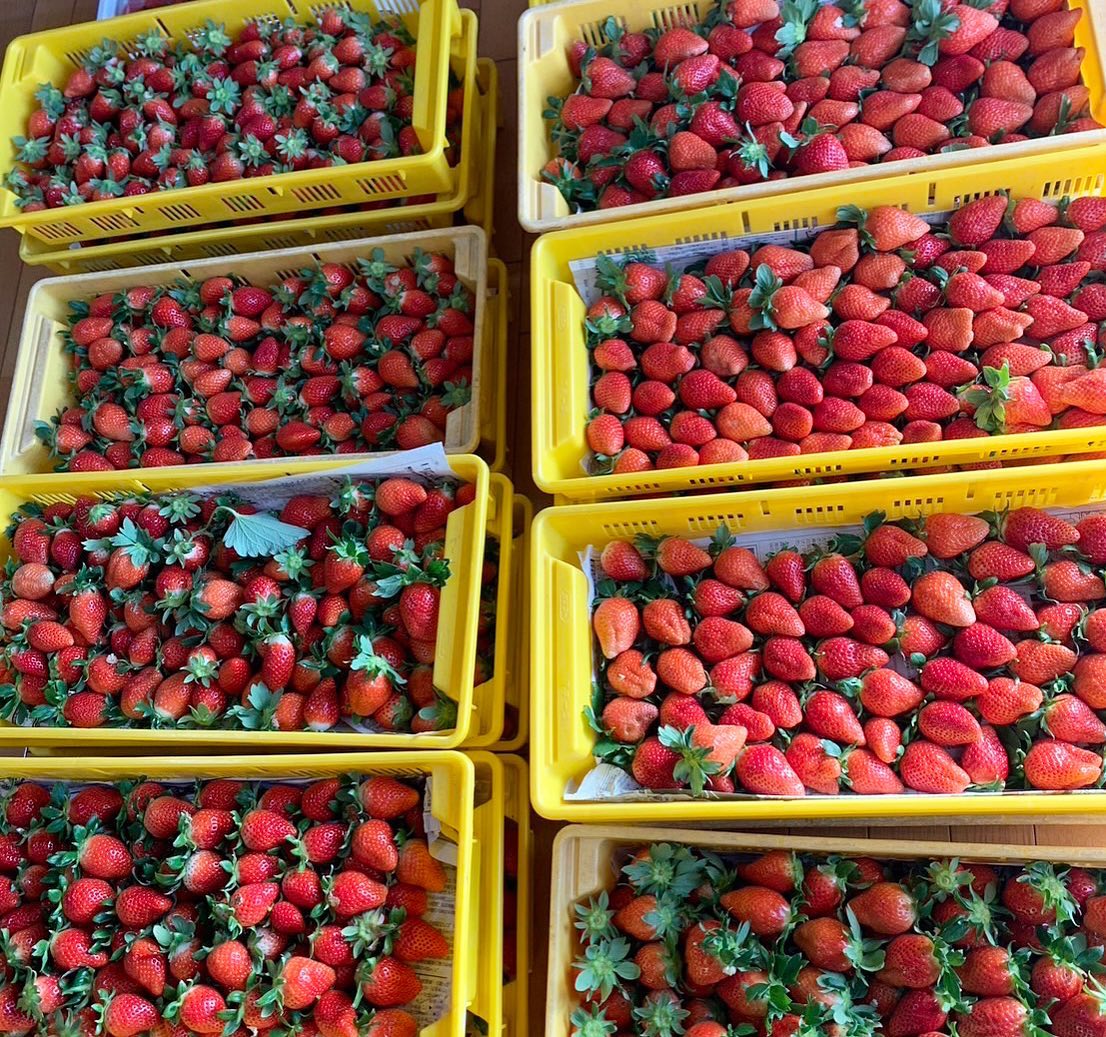 ※先行受付【希少あまりん】朝採れ！いちごあまりん１kg どらちゃん農園　人気 あまりん 小粒たっぷり 希少国産 埼玉県 川島町産 完熟いちご 期間限定