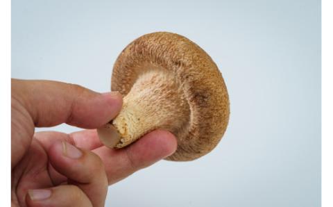 コンテナで育てた「はこいり美人」　１kg入り　＜川島町産　生しいたけ＞