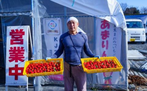 【期間限定】とちおとめ 大玉のみを厳選してお届け1パック約330ｇ（容器含む）6粒～12粒程度 2パックセット 計約660ｇ（容器含む） 土耕栽培いちご こだわりとちおとめ