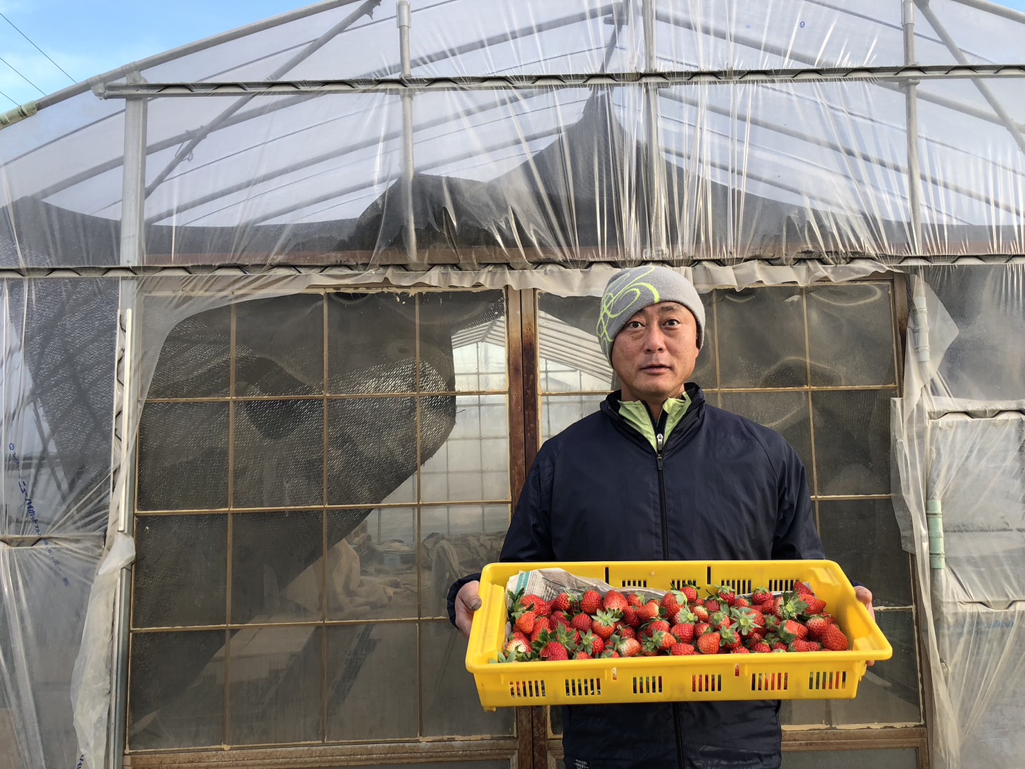 ※先行受付【いちご食べ比べ】人気あまりん　新品種べにたま　2品種食べ比べ　どらちゃん農園