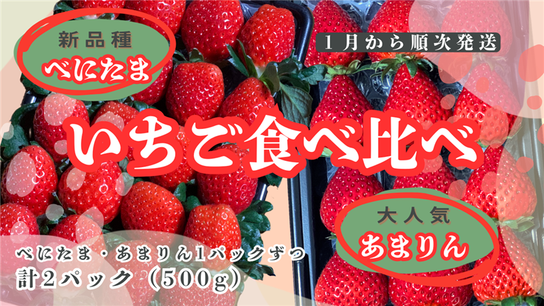 ※先行受付【いちご食べ比べ】人気あまりん　新品種べにたま　2品種食べ比べ　どらちゃん農園