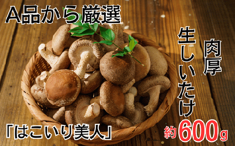 コンテナで育てた「はこいり美人」　６００ｇ入り　＜川島町産　生しいたけ＞