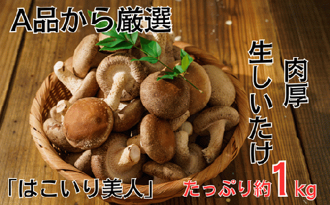 コンテナで育てた「はこいり美人」　１kg入り　＜川島町産　生しいたけ＞