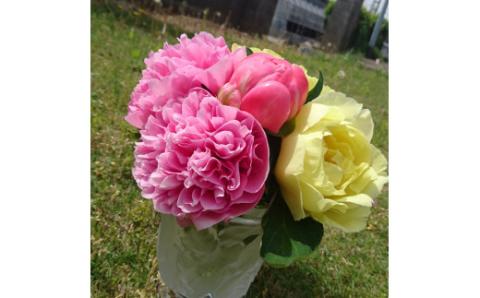 高成園 季節の切り花 シャクヤク【2024年4月下旬以降配送】芍薬 ピオニー 産地直送 切花 生花 フラワー [0157]