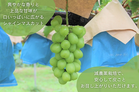 [2026年8月下旬以降お届け] ナガノパープル＆シャインマスカット詰め合わせ 1kg｜ぶどう 果物 フルーツ スイーツ セット 直送 贈答 プレゼント [0355]