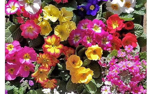 季節の草花 詰め合わせ｜花苗 ポット苗 宿根草 多年草 一年草 園芸 ガーデニング [0133]