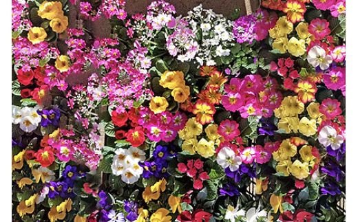 [定期便／年3回] 季節の草花 詰め合わせ｜花苗 ポット苗 宿根草 多年草 一年草 園芸 ガーデニング [0134]