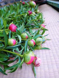 高成園 季節の切り花 シャクヤク【2024年4月下旬以降配送】芍薬 ピオニー 産地直送 切花 生花 フラワー [0157]