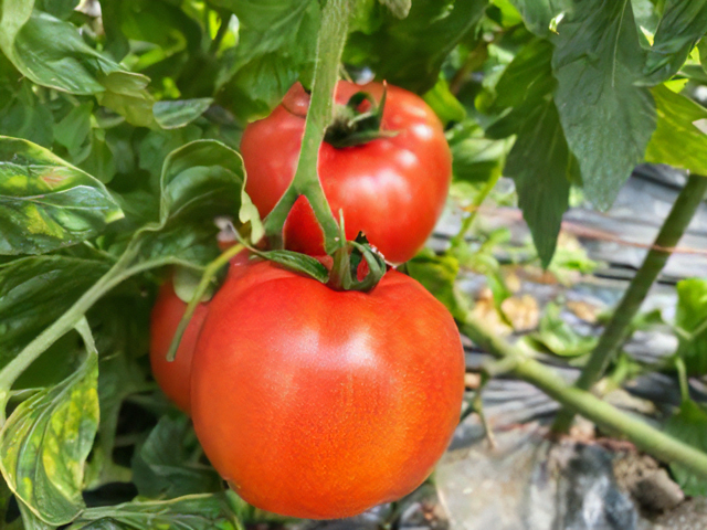 朝採りとまと 4kg｜新鮮 産直 農家 直送 トマト 野菜 埼玉 杉戸 [0204]