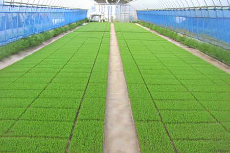 低農薬栽培のコシヒカリ《白米》9kg (4.5kg×2袋)｜おいしい お米 コメ こめ ご飯 ごはん お取り寄せ 直送 贈り物 贈答品 ふるさと納税 埼玉 杉戸 [0646]