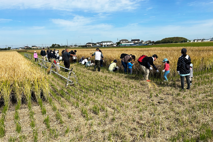 [定期便／6ヶ月] 新米 コシヒカリと彩のきずな 食べ比べセット 計54kg (9kg×6回)｜おいしい お米 コメ こめ ご飯 ごはん 白米 アグリパーク お取り寄せ 直送 贈り物 贈答品 ふるさと納税 埼玉 杉戸 [0631]