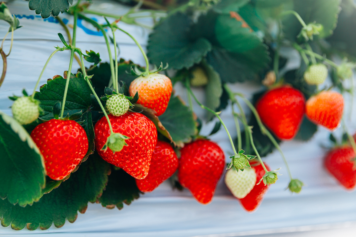 冷凍いちご《あまりん》1kg｜埼玉 オリジナル 品種 糖度 高い 甘い 高級 イチゴ SugarBerry すぎと [0684]